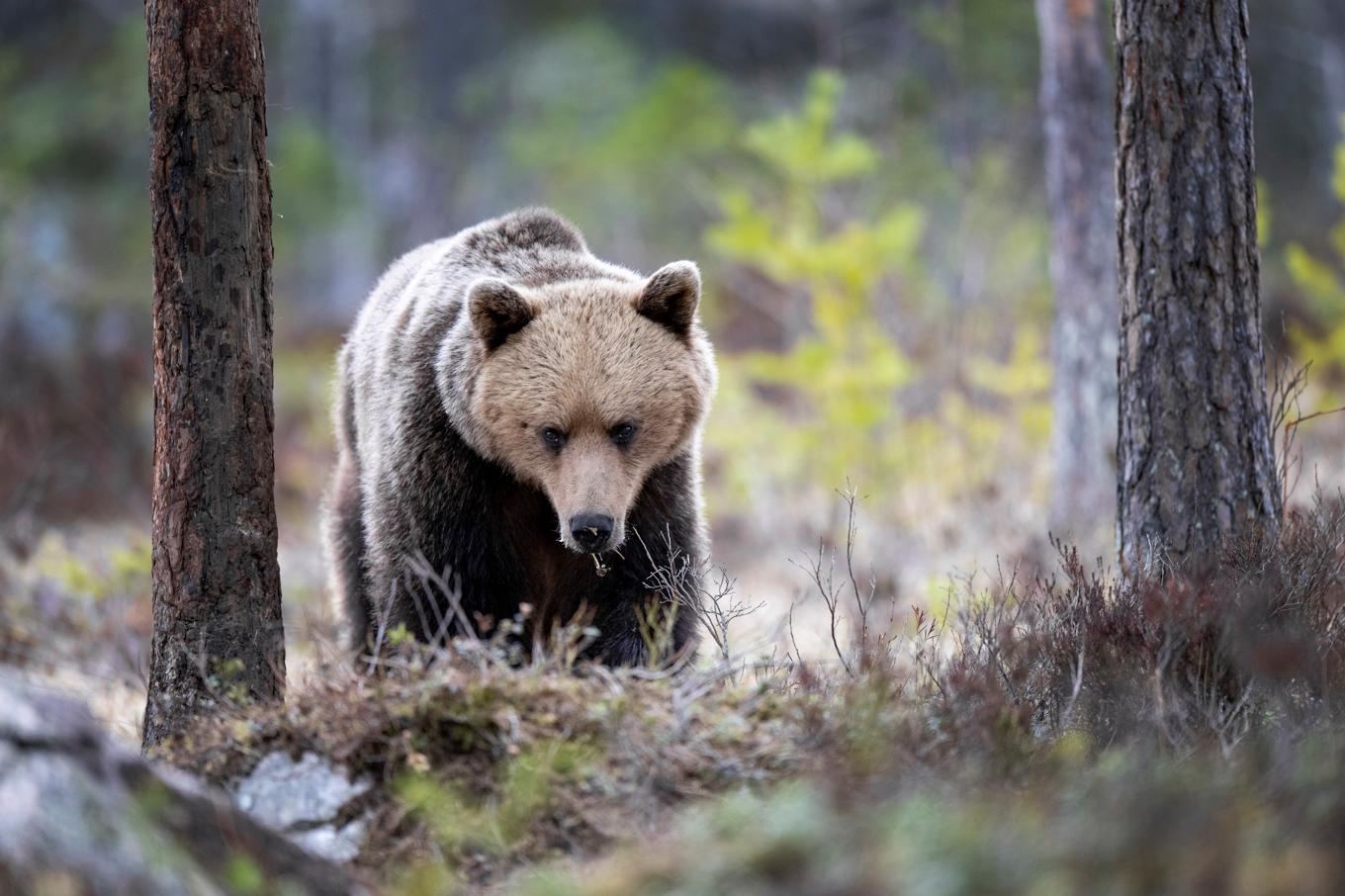 Svenska Rovdjursföreningen inrättar en belöning på 250 000 kronor för den som kan tipsa om jaktbrott på rovdjur som leder till fällande dom. Arkivbild. Foto: Mikael Fritzon/TT