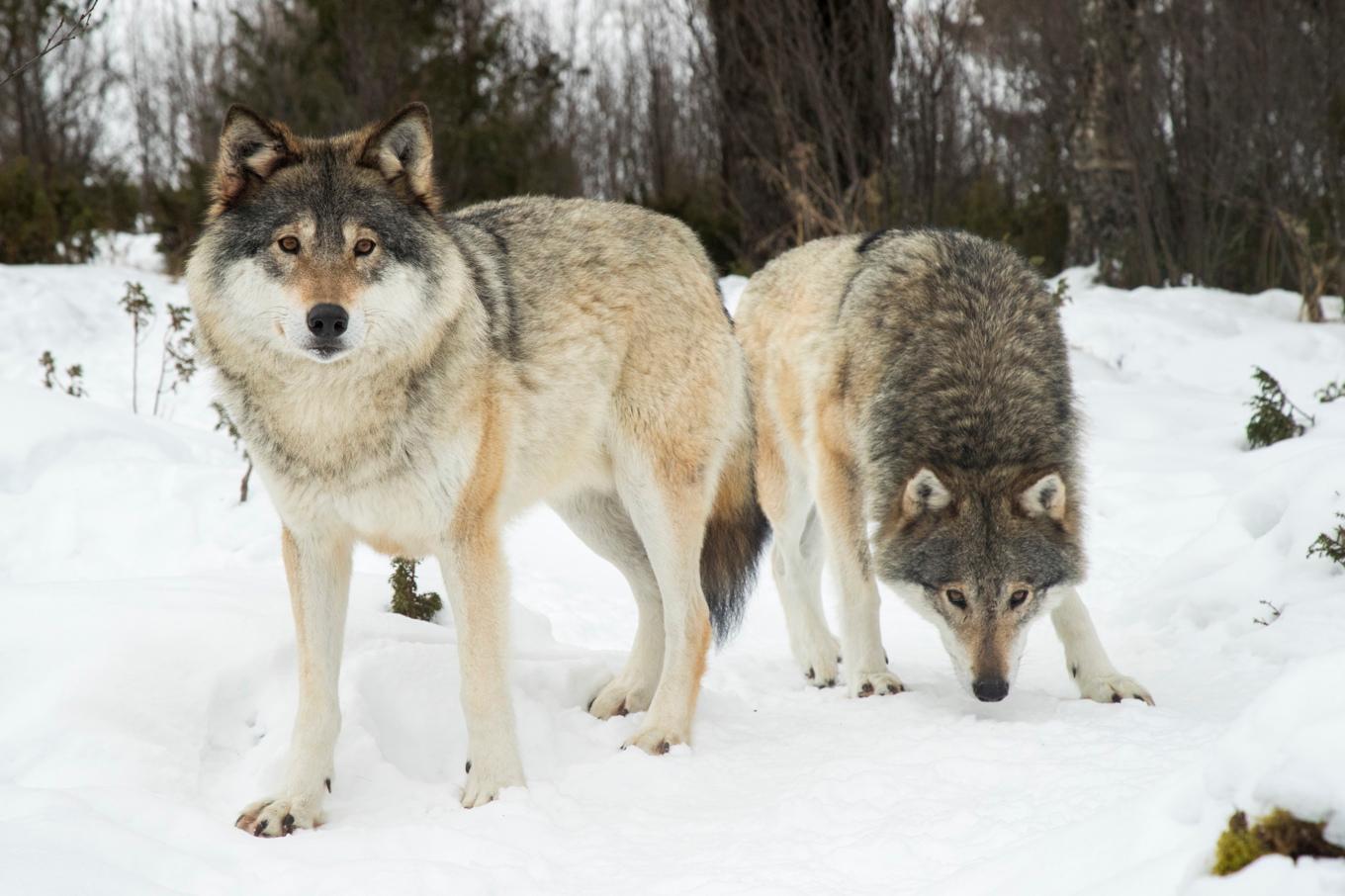 Antalet vargar ska minska enligt regeringen. Arkivbild. Foto: Heiko Junge/NTB/TT