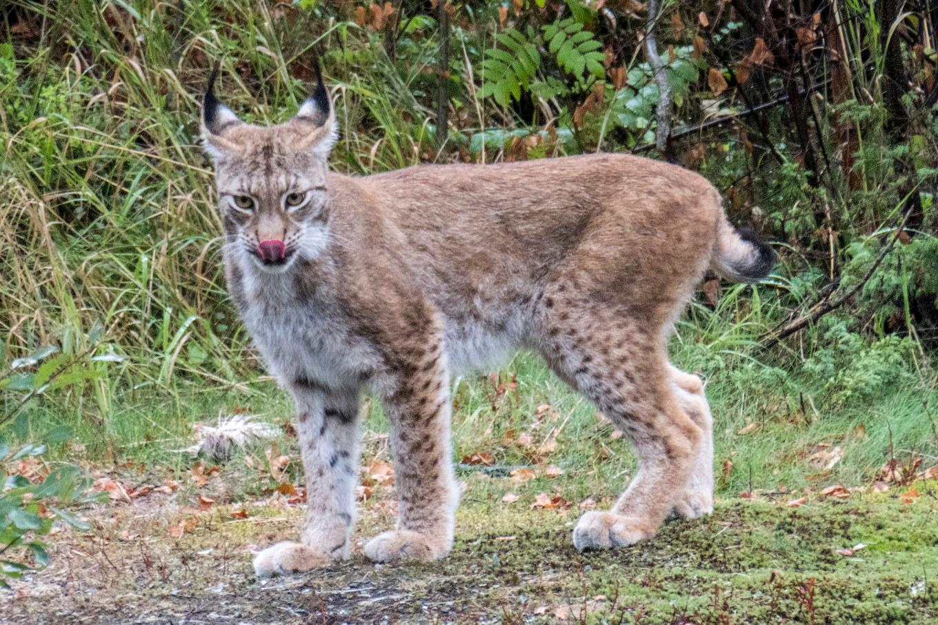 Länsstyrelsen har beslutat om skyddsjakt på ett lodjur i Norrtälje. Arkivbild. Foto: Paul Kleiven/NTB/TT