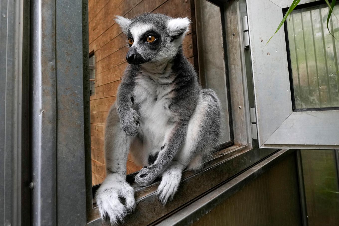 En lemurunge har försvunnit från en djurpark i Helsingborg. Arkivbild. Foto: Martin Meissner/AP/TT