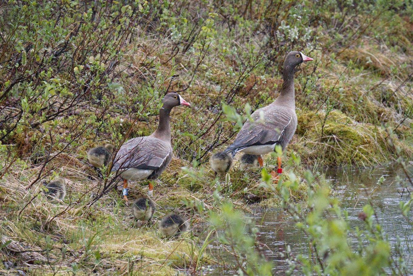 Fjällgåsfamilj i Vindelfjällen 2025. Foto: Raf Vervoot/Nordens Ark