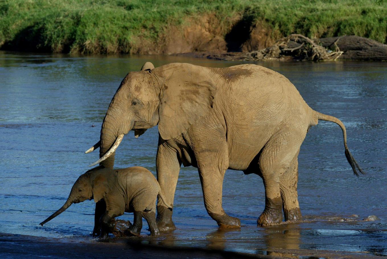 Arkivbild på en annan elefanthona med kalv i Kenya. Foto: Karel Prinsloo/AP/TT