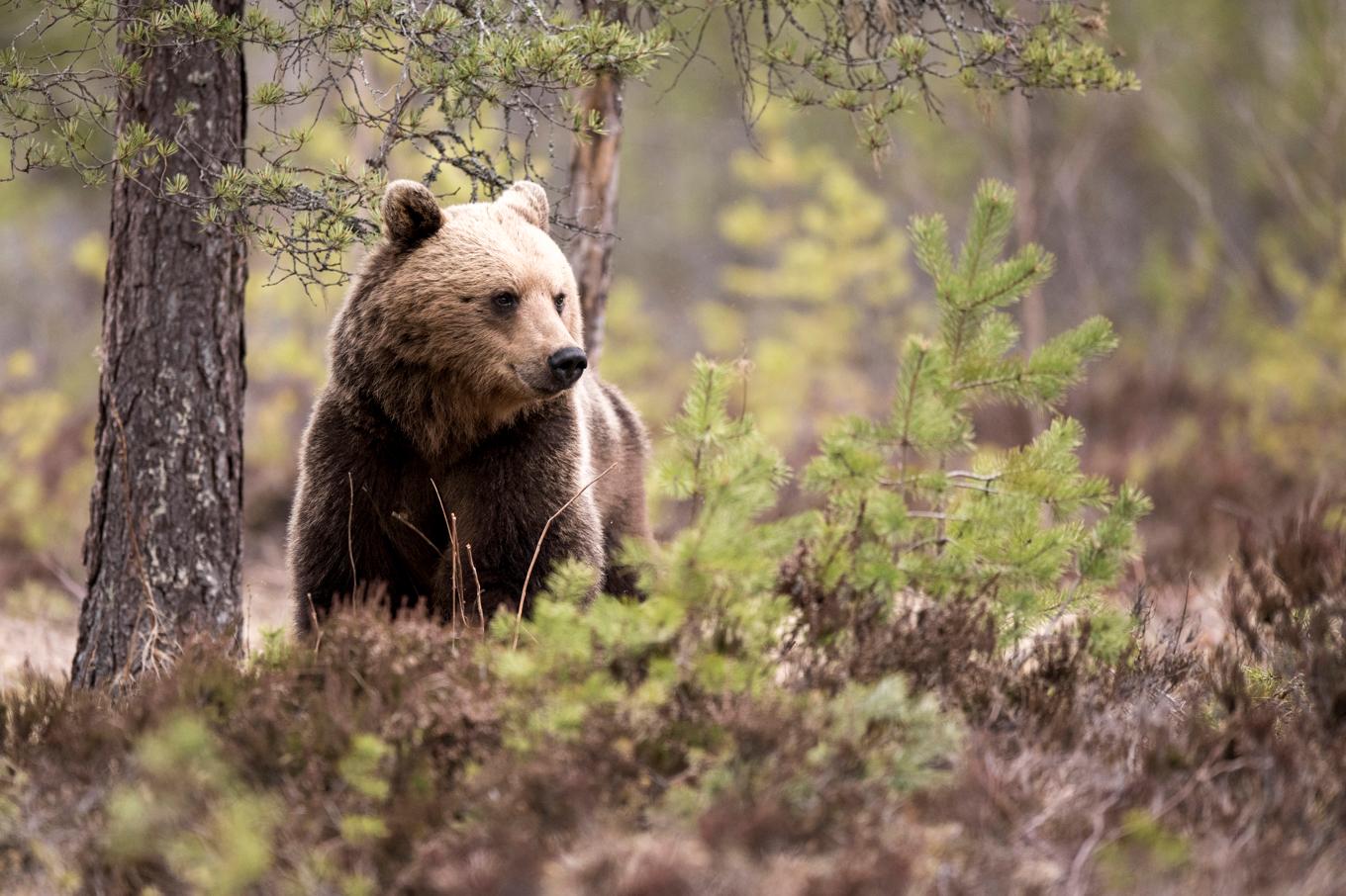 Björnhonor med ungar är mer rädda för björnhanar än för människor. Arkivbild. Foto: Mikael Fritzon/TT