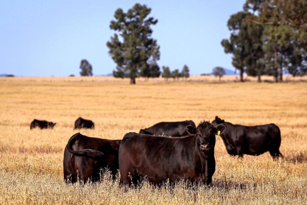 Den australiska köttindustrins branschorganisation skjuter fram målet för nettonoll till 2050. Foto: David Gray/AFP via Getty Images