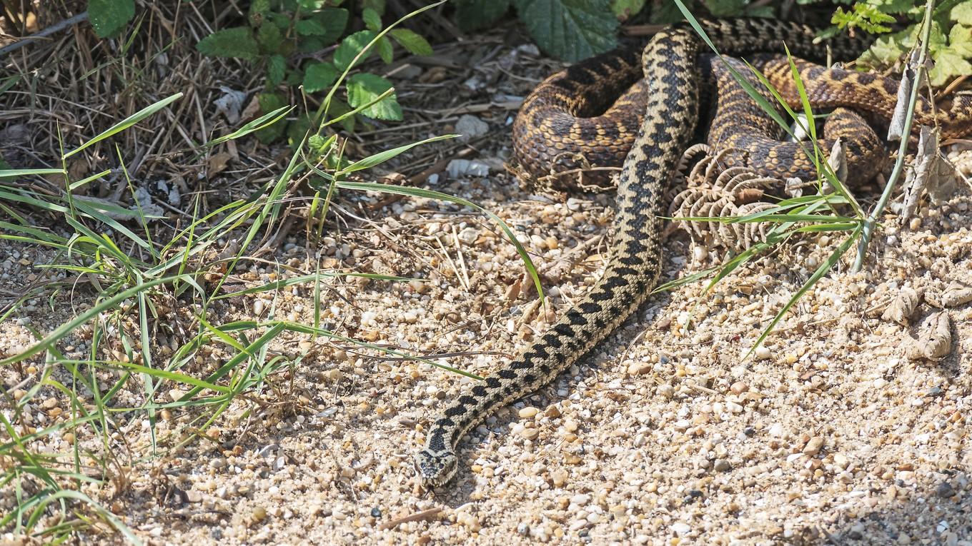 Blir man biten av en huggorm ska man alltid ringa 112. Foto: Philip Bird/Shutterstock
