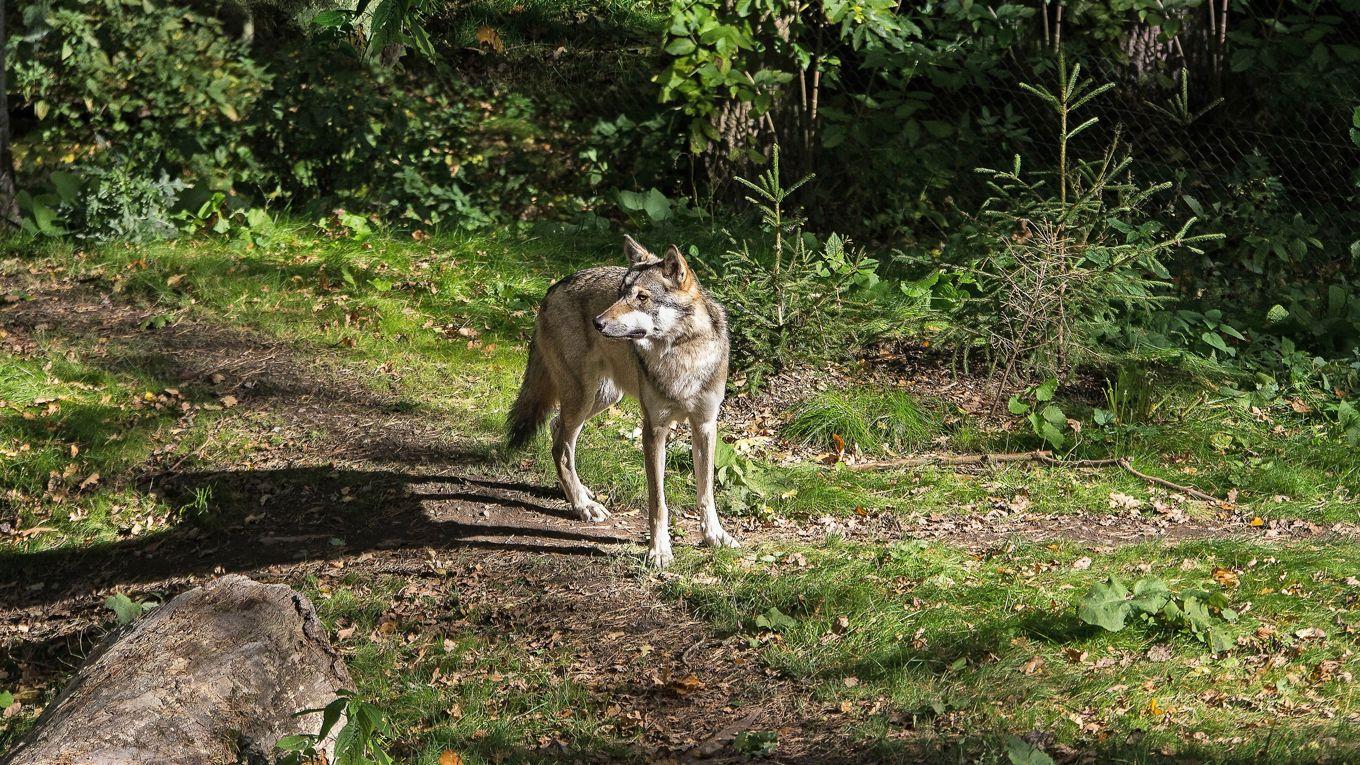 I Värmland har vargstammen minskat från 130 till 45 vargar på två år – och enligt forskarna saknas naturlig förklaring. Foto: Daniel Harwardt/Shutterstock