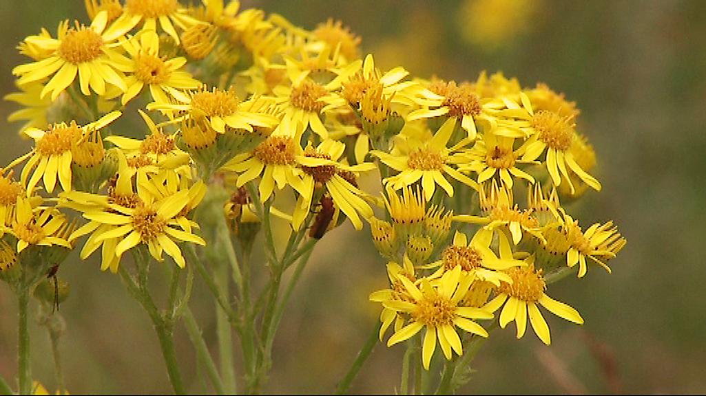 Stånds ser ut som vilken sommarblomma som helst, men är mycket giftig och kan leda till döden för betande djur. Hos människor kan växtsaften orsaka brännskador. Foto: Erland Vinberg/TT