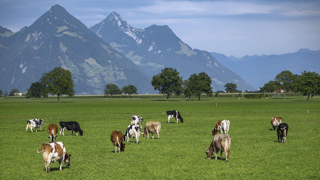 Stödet till jordbruket blir en het fråga i den nya långtidsbudgeten i EU. Oron för att det skärs ner när det slås ihop med andra delar är stor. Foto: Shutterstock