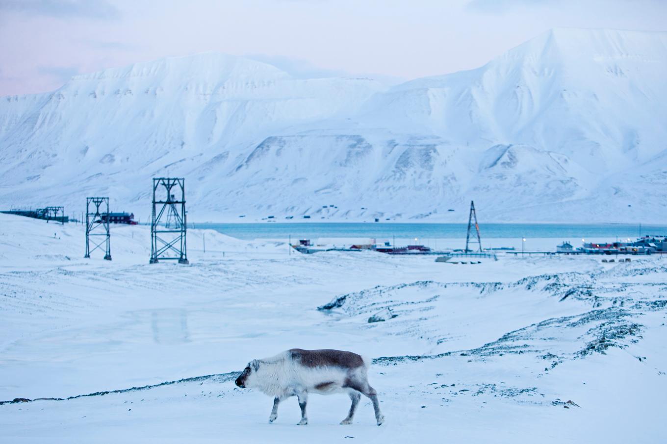 Myndigehterna på Svalbard uppmanar befolkningen att rapportera in onormalt beteende hos djur, sedan två fjällrävar bekräftats smittade med rabies. Arkivbild. Foto: Tore Meek/NTB/TT