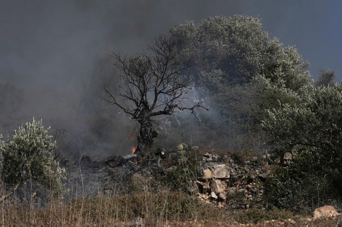 Ett olivträd glöder efter att ha bränts i en palestinsk by nära staden Sinjil på Västbanken. Bilden är från i fredags. Foto: Maya Alleruzzo/AP/TT