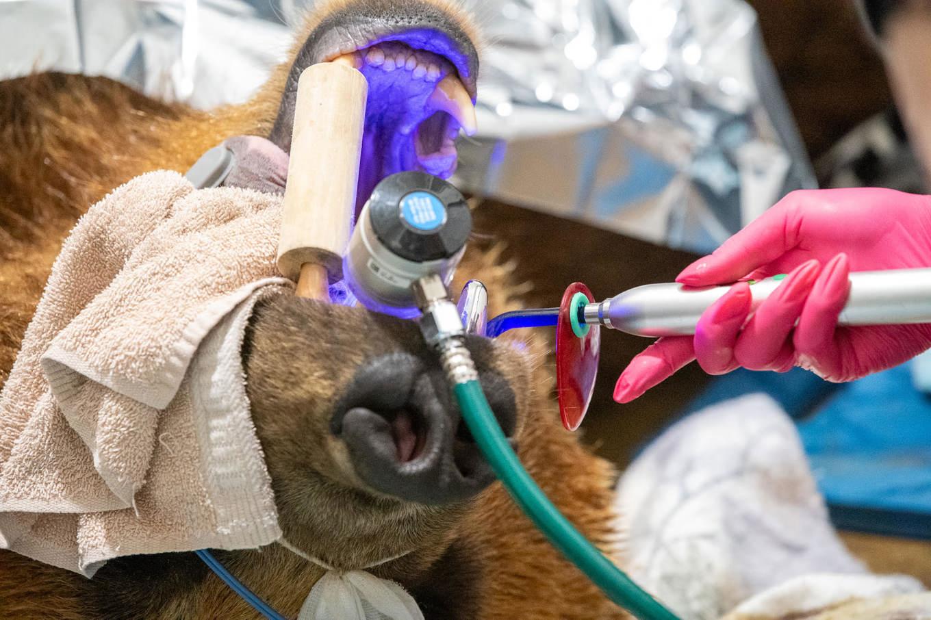 Brunbjörnen Tundra har fått en tandkrona. Foto: Lake Superior Zoo