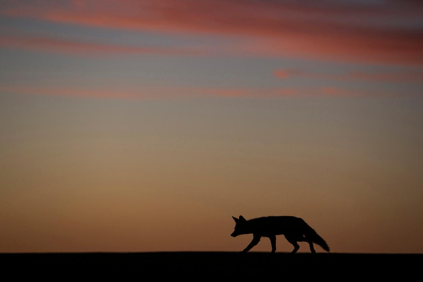 Loppor från vilda djur kan sprida bakterien Yersinia pestis. På bilden en prärievarg i Arizona. Arkivbild. Foto: Felipe Dana/AP/TT