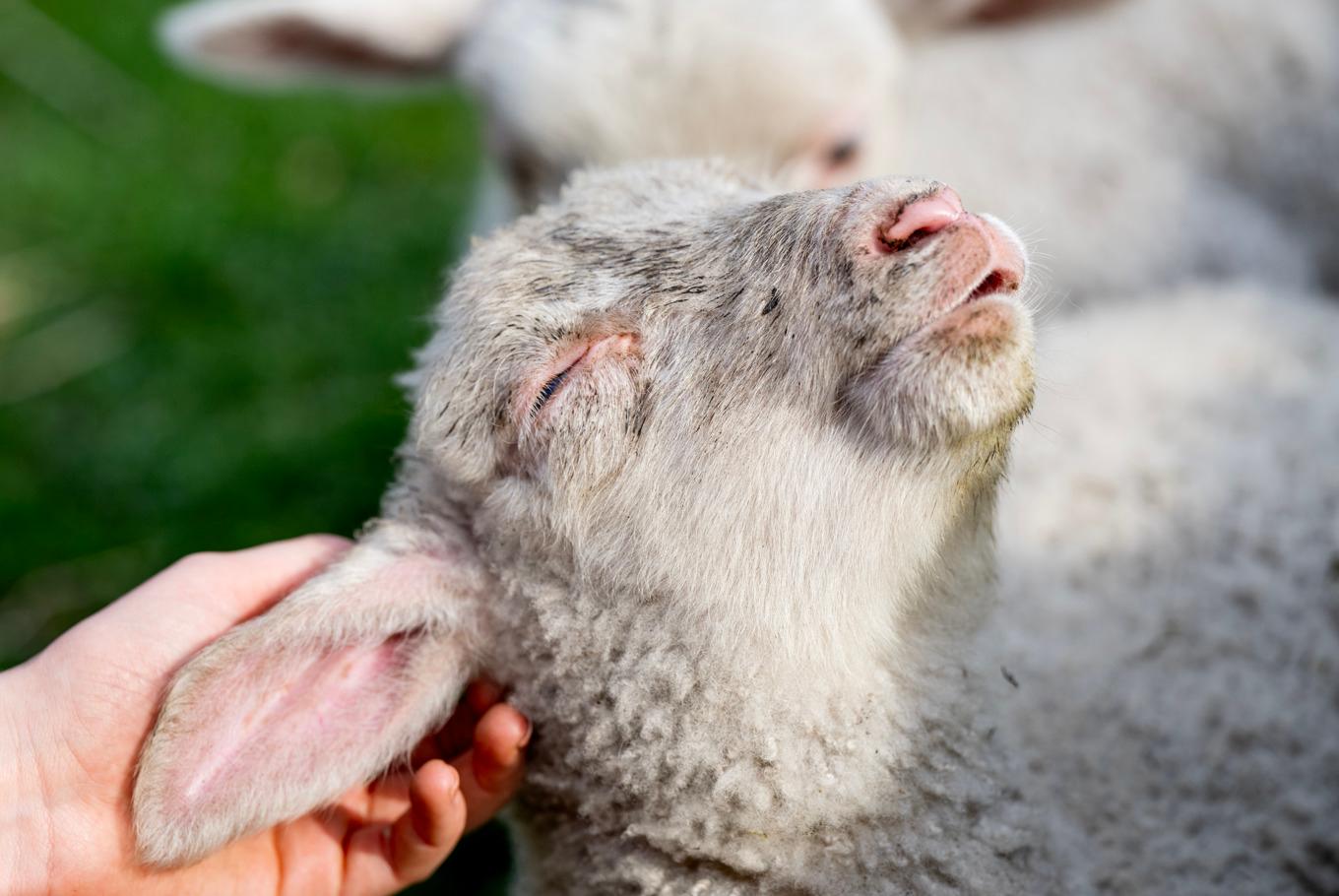 Bä, bä vita lamm har du någon ull? Arkivbild. Foto: Christine Olsson/TT