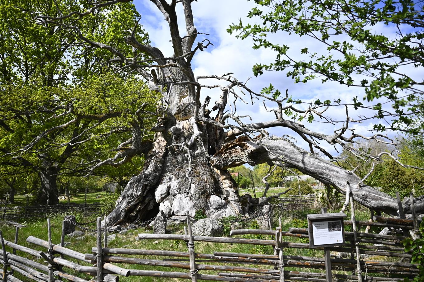 En stor gren har knäckts och ligger numera på marken, ett vittnesmål om att det kan vara farligt att komma för nära. Foto: Christine Olsson/TT