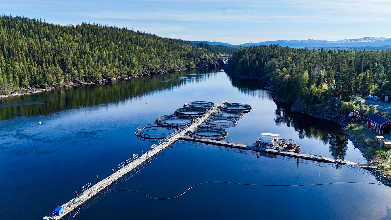 Matfiskodling i Slussfors. I Sverige exporteras en stor del av den odlade matfisken. "Norsk lax äger marknaden", säger Emanuel Nygren, matfiskodlare, Umlax. Foto: Privat.