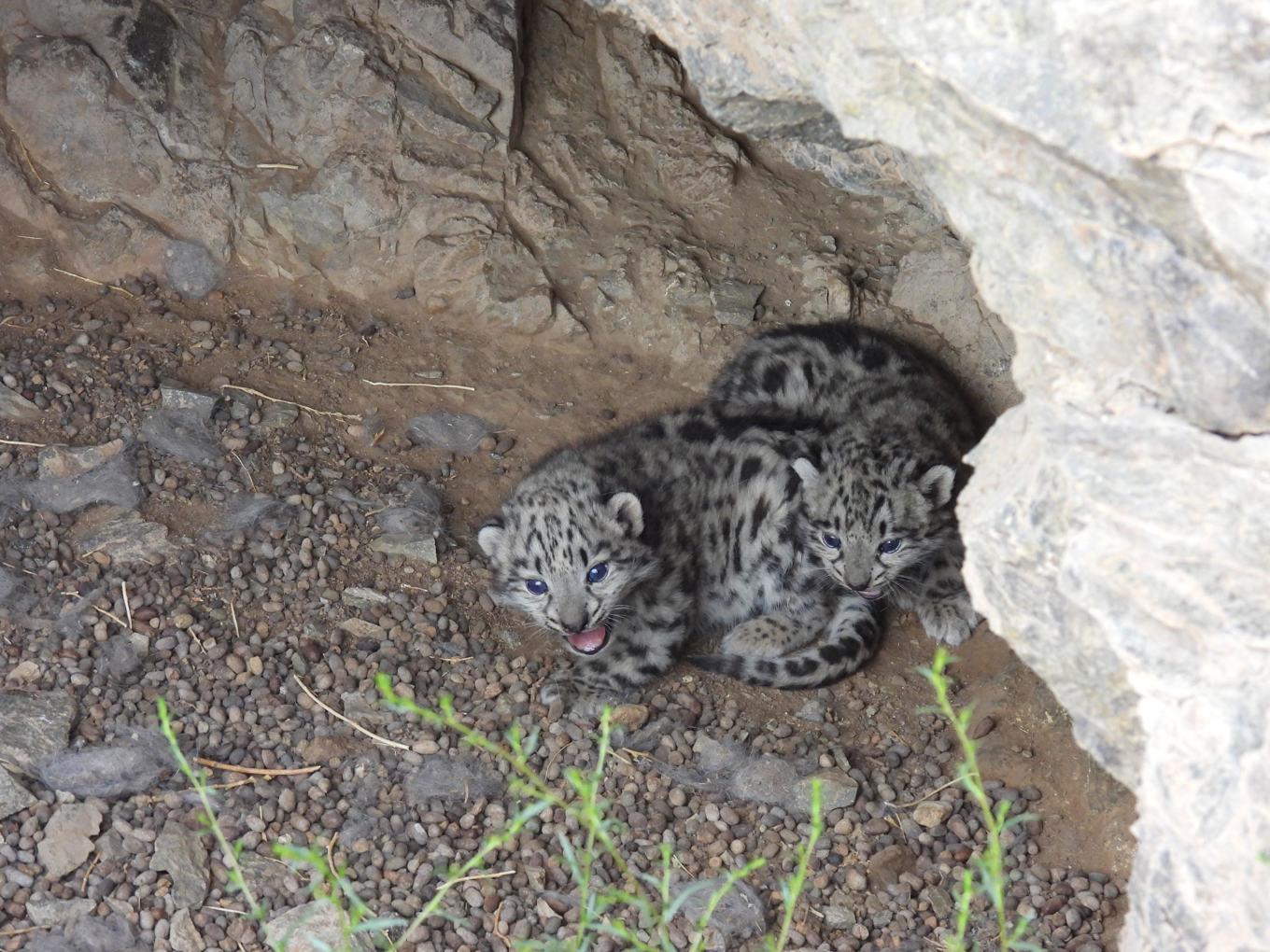 Tre veckor gamla snöleopardungar i en lya i Tostbergen i södra Mongoliet. Foto: Örjan Johansson/Snow Leopard Trust/TT