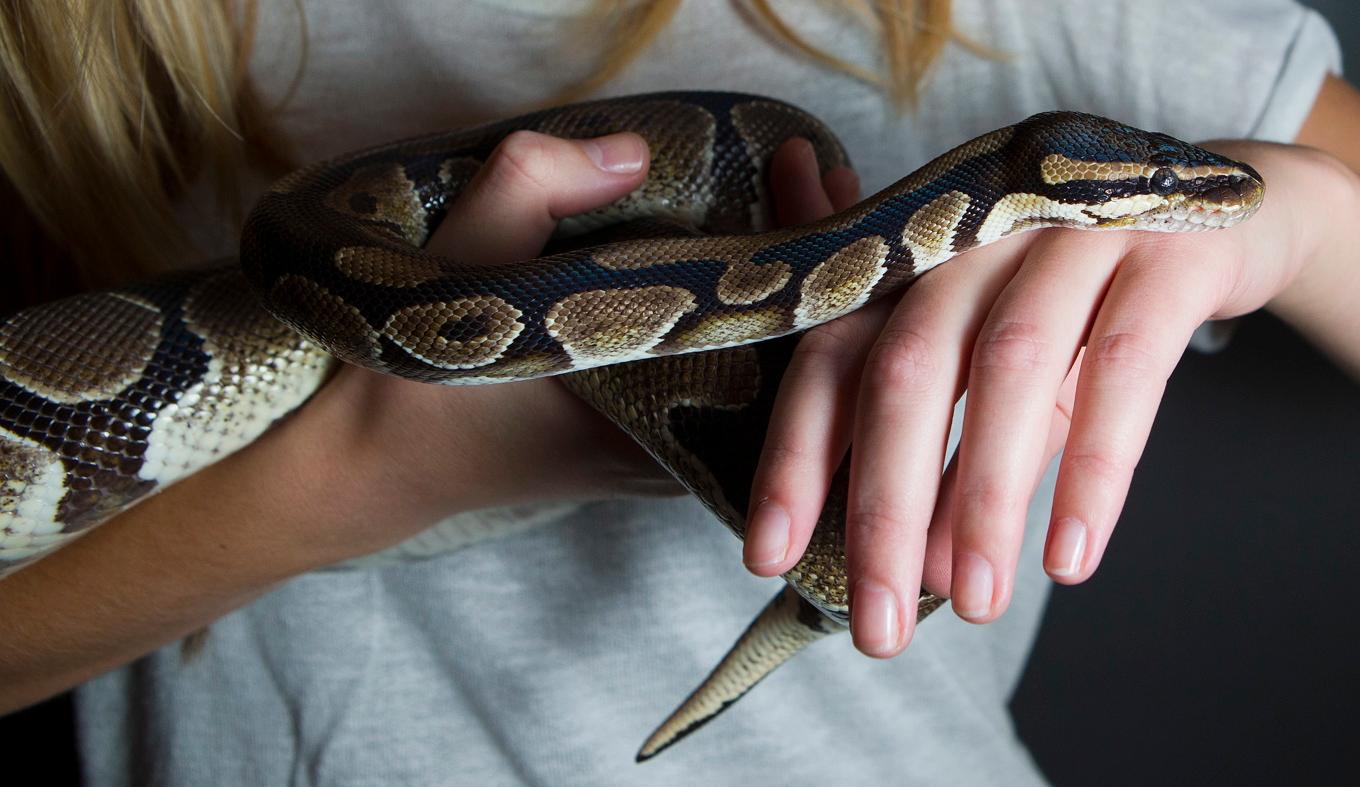 Kungspytonormar är inte giftiga och är populära husdjur. Arkivbild. Foto: Heiko Junge/NTB/TT