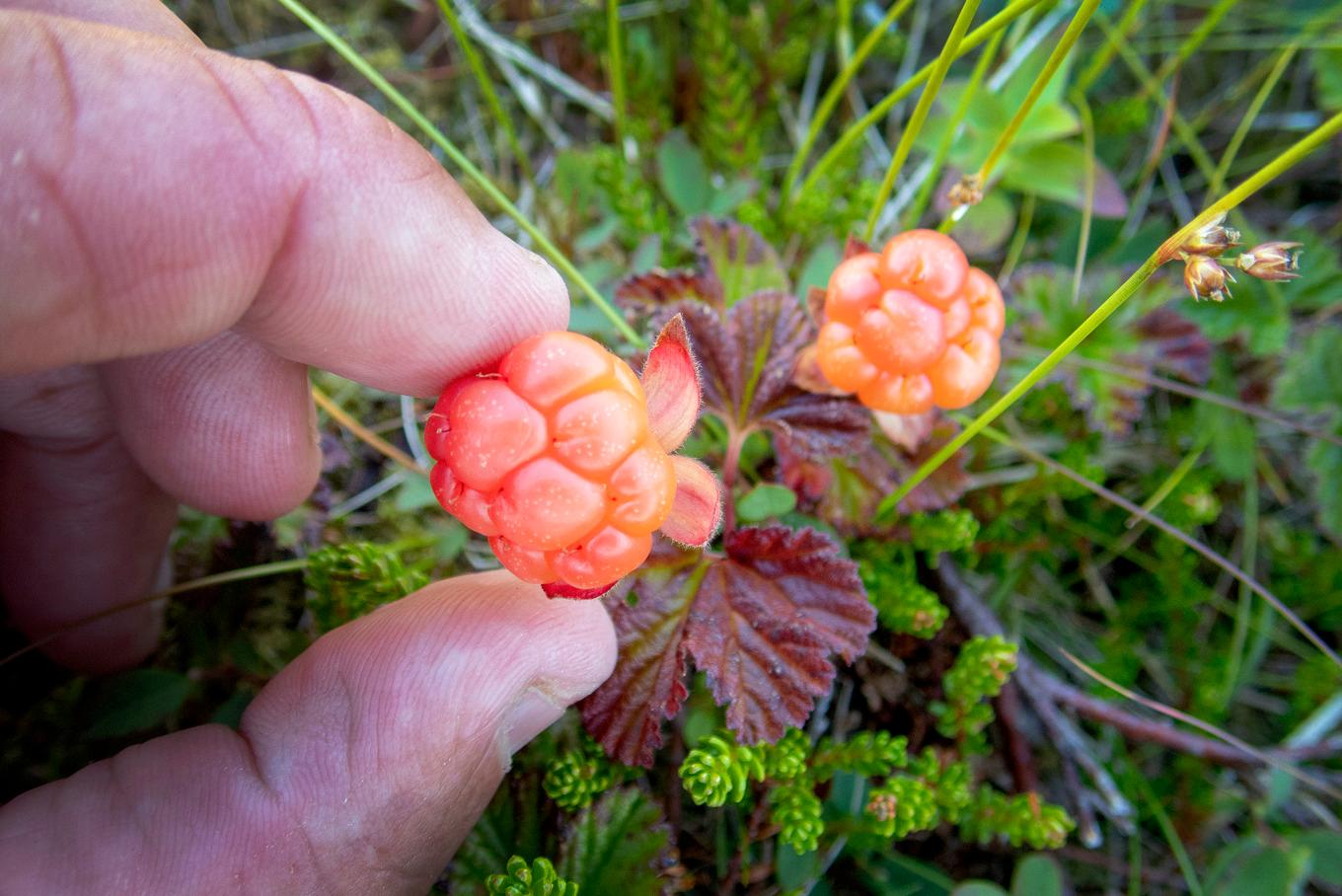 Det heta och torra vädret i juli beskrivs som en av orsakerna bakom bristen på hjortron i norr. Arkivbild. Foto: Gorm Kallestad/NTB/TT