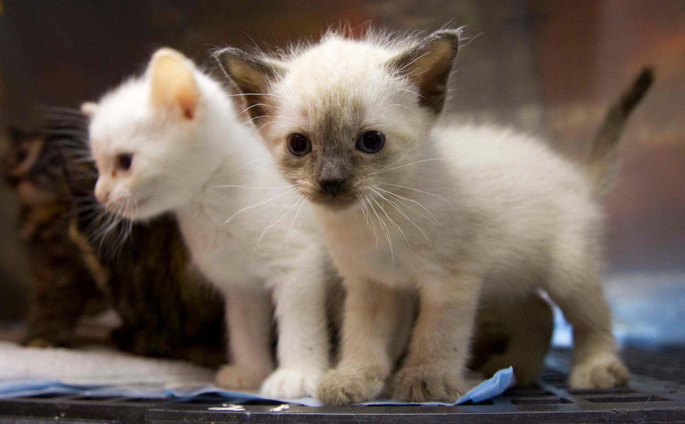 En brittisk tonårspojke döms för att ha torterat två kattungar till döds. Bilden har ingenting med fallet att göra. Arkivbild. Foto: Dave Martin/AP/TT