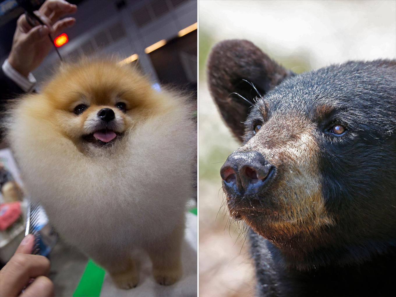 En dvärgspets jagade iväg en svartbjörn i British Columbia i Kanada. Arkivbilder. Foto: Kankanit Wiriyasajja/AP/TT, Robert F. Bukaty/AP/TT