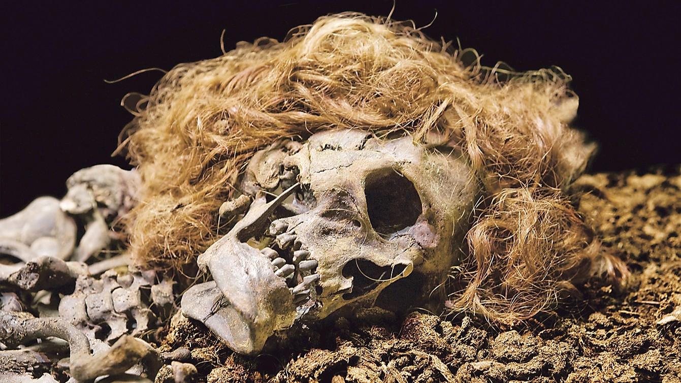Bockstensmannens röda hår har genom DNA-test visat sig ha varit mörkt från början. Troligen är det förhållandena i mossen som gett det den färg det har i dag. Foto: Charlotta Sandelin/Hallands Kulturhistoriska Museum