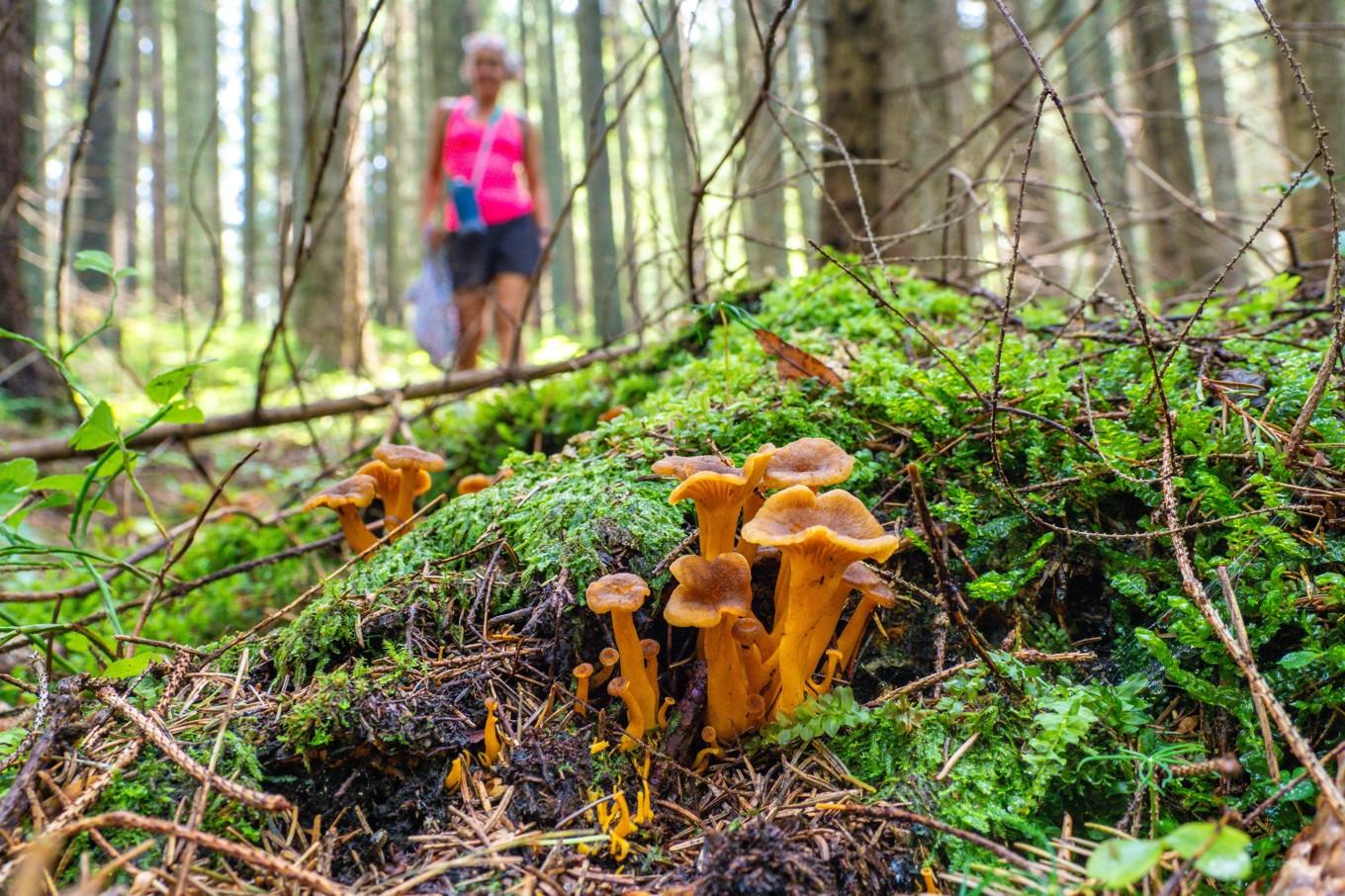 Den mentala närvaro som krävs för att leta och plocka svamp och känna skogens mäktighet har en avstressande effekt. Foto: Shutterstock