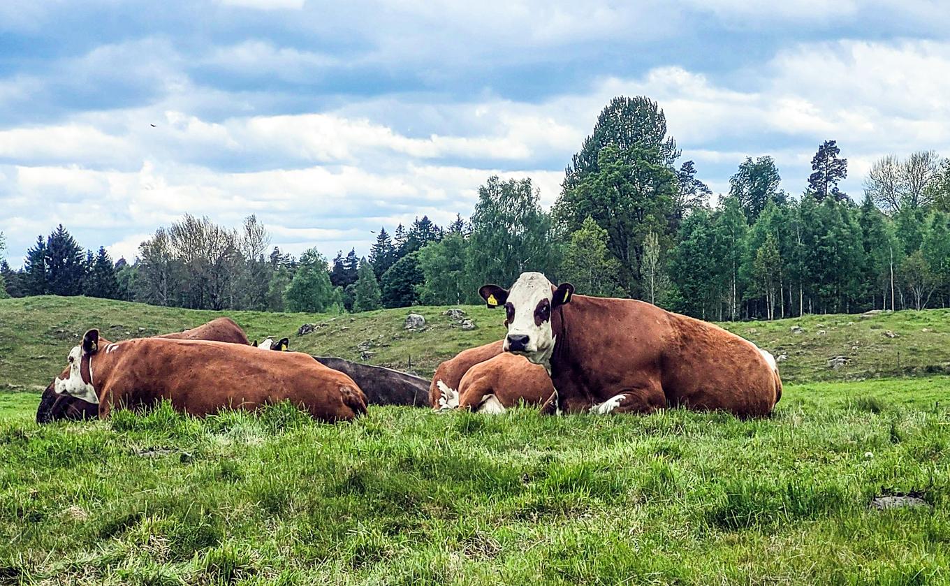 Gräset som korna betar blir till energi som människor kommer i åtnjutande av genom att konsumera kött och mjölk, säger lantbrukaren Oskar Nilsson. Foto: Hans Bengtsson