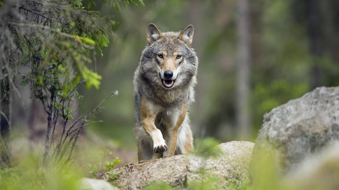 Ett revir med vargar (två till åtta individer) fäller drygt hundra älgar varje år, vilket påverkar jakten negativt, ibland så pass att älgjakten uteblir. Foto: Glenn Mattsing