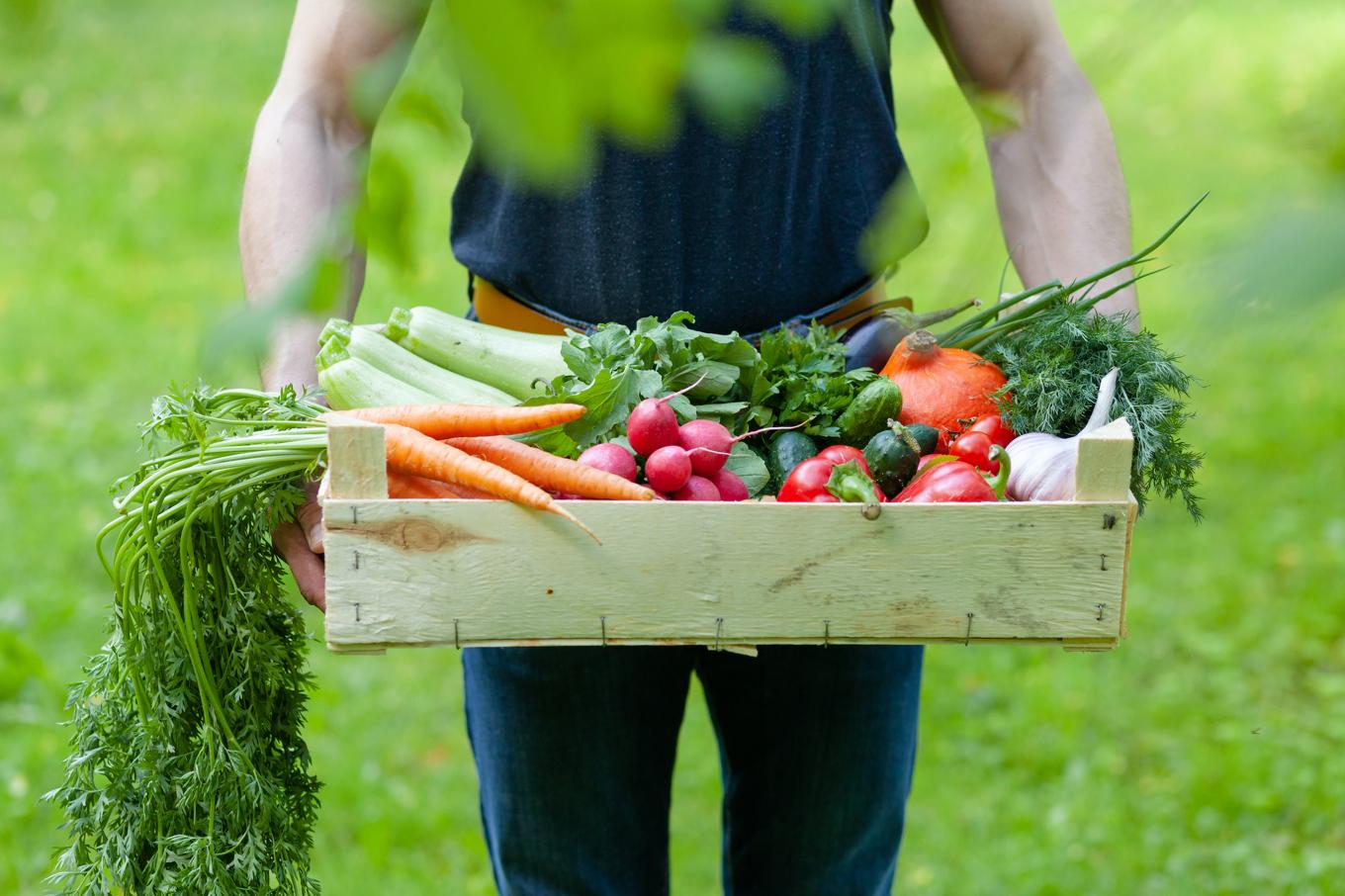Fibrer från bland annat frukt, grönsaker, bär och nötter gynnar bakterierna i tarmfloran. I en ny studie undersöktes särskilt fibrerna från morot och svampen kungsmussling. Foto: Shutterstock