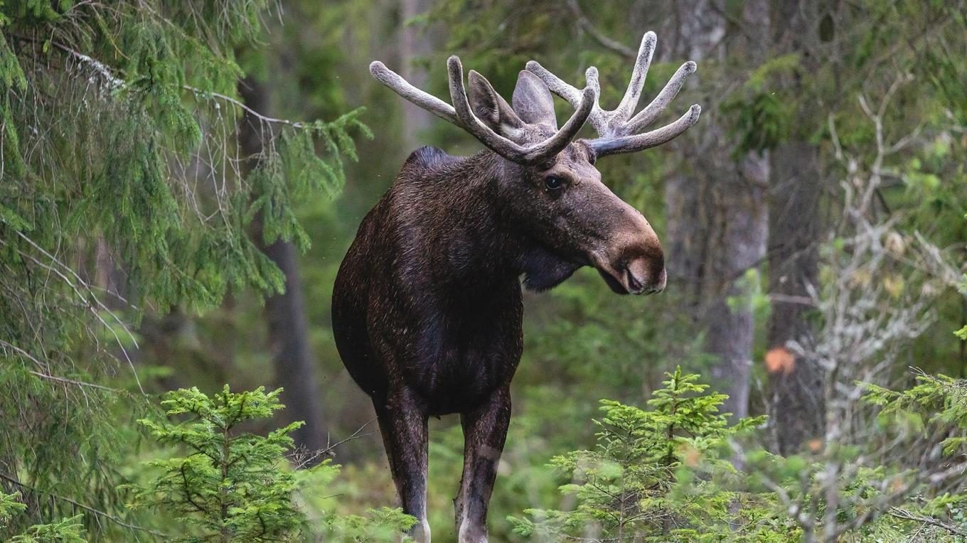 Trots en populationsstorlek på nästan 300 000 individer kan älgen få skyddsstatus när rödlistan nu uppdateras. Foto: Shutterstock