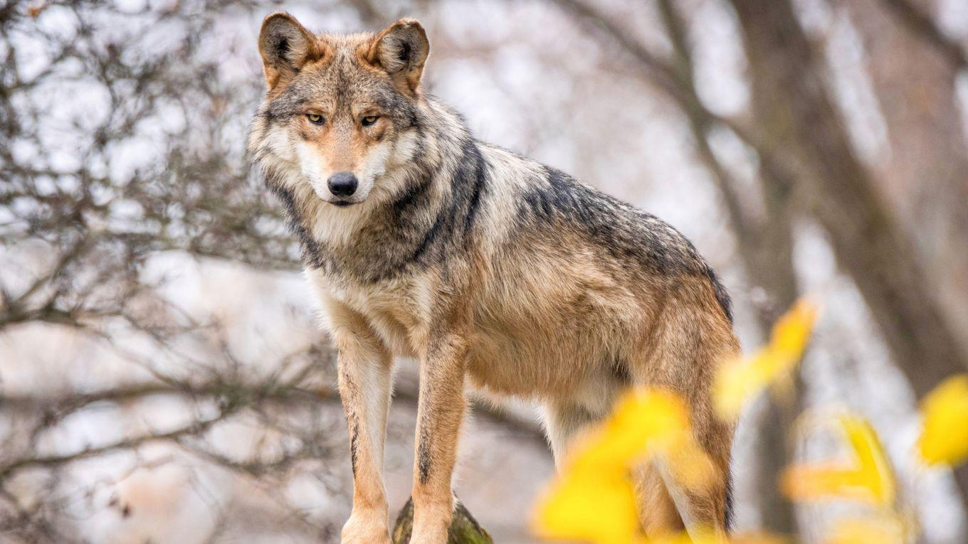 Debattören menar att påståendet att illegal jakt är orsaken till färre vargar (i norra Värmland) är totalt orealistiskt. Foto: Shutterstock