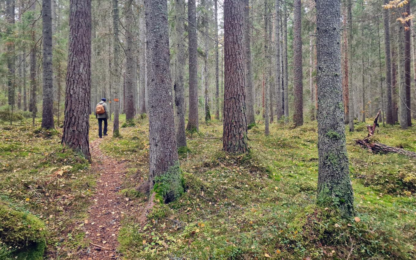 Intresset för SLU:s skogsutbildningar ökar. Foto: Niklas Storm/SLU