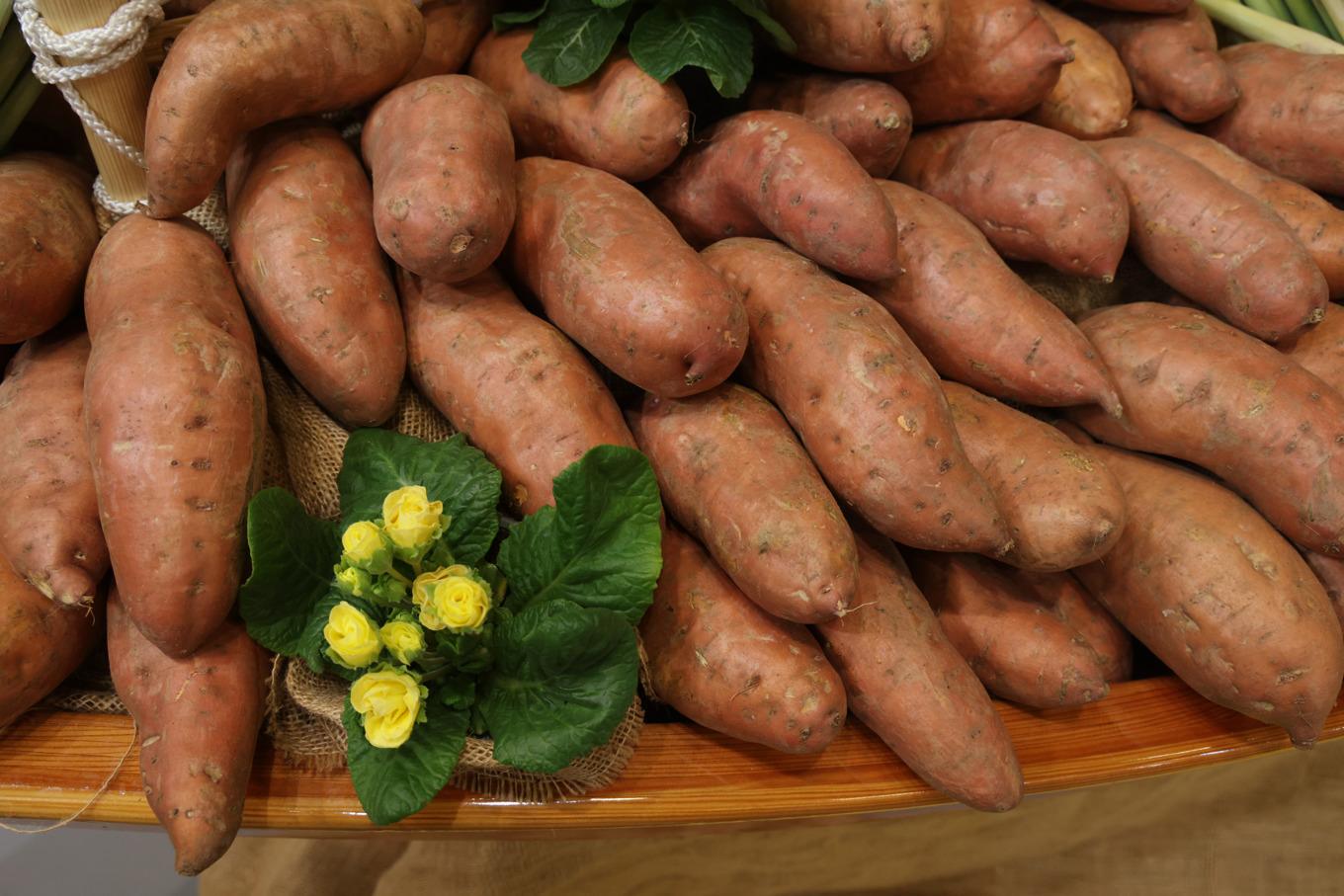 Sötpotatis har blivit populärt i Sverige och nu söker forskare sorter som kan odlas storskaligt i det nordiska klimatet. Foto: Sean Gallup/Getty Images