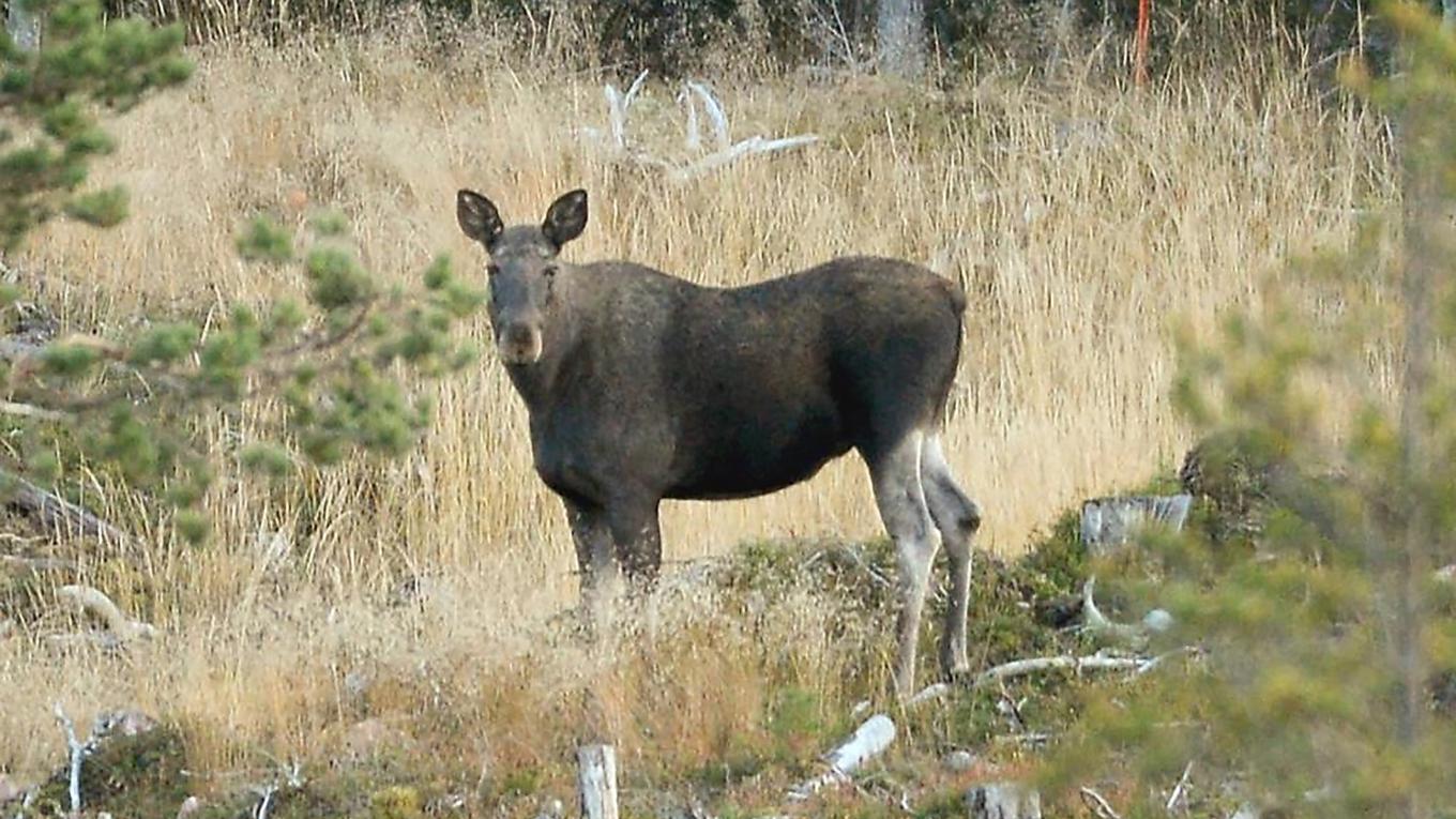 Betesskadorna från älgar och andra hjortdjur minskar enligt Skogsstyrelsens årliga betesinventering. Foto: Pontus Lundahl TT