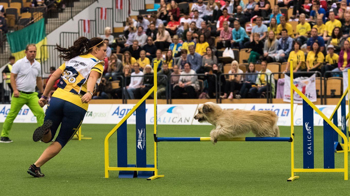 VM i agility hålls i Kalmar. Foto: Joakim Persson