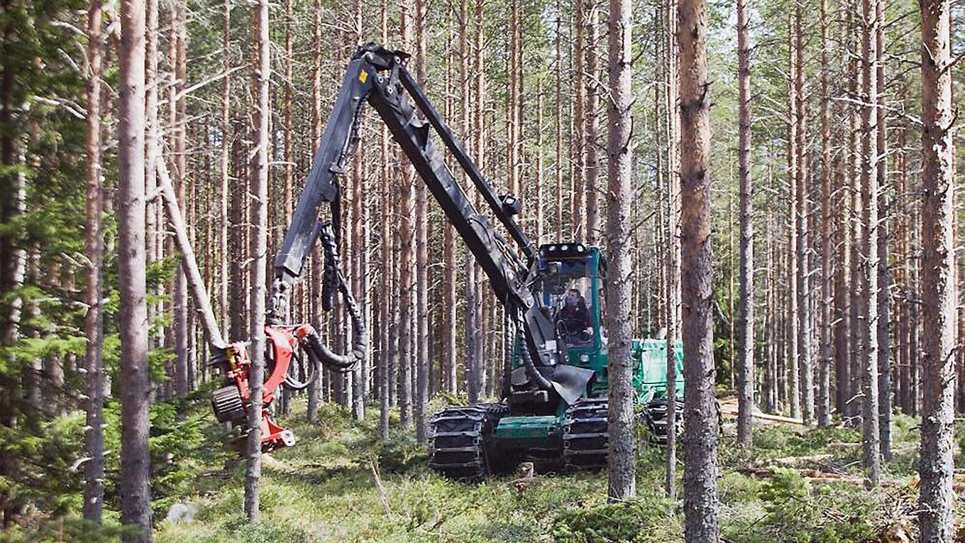 Dagens artskyddsregler gör det svårt för skogsbrukare att få ersättning om de inte kan avverka på grund av fridlysta växter. Foto: Johan Gunséus TT
