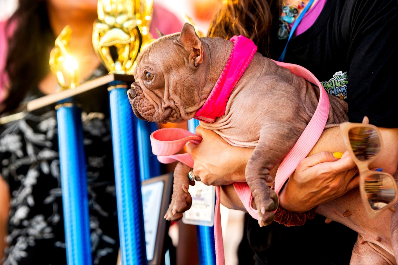 Den hårlösa och rynkiga Petunia har korats till världens fulaste hund. Foto: Noah Berger/AP/TT