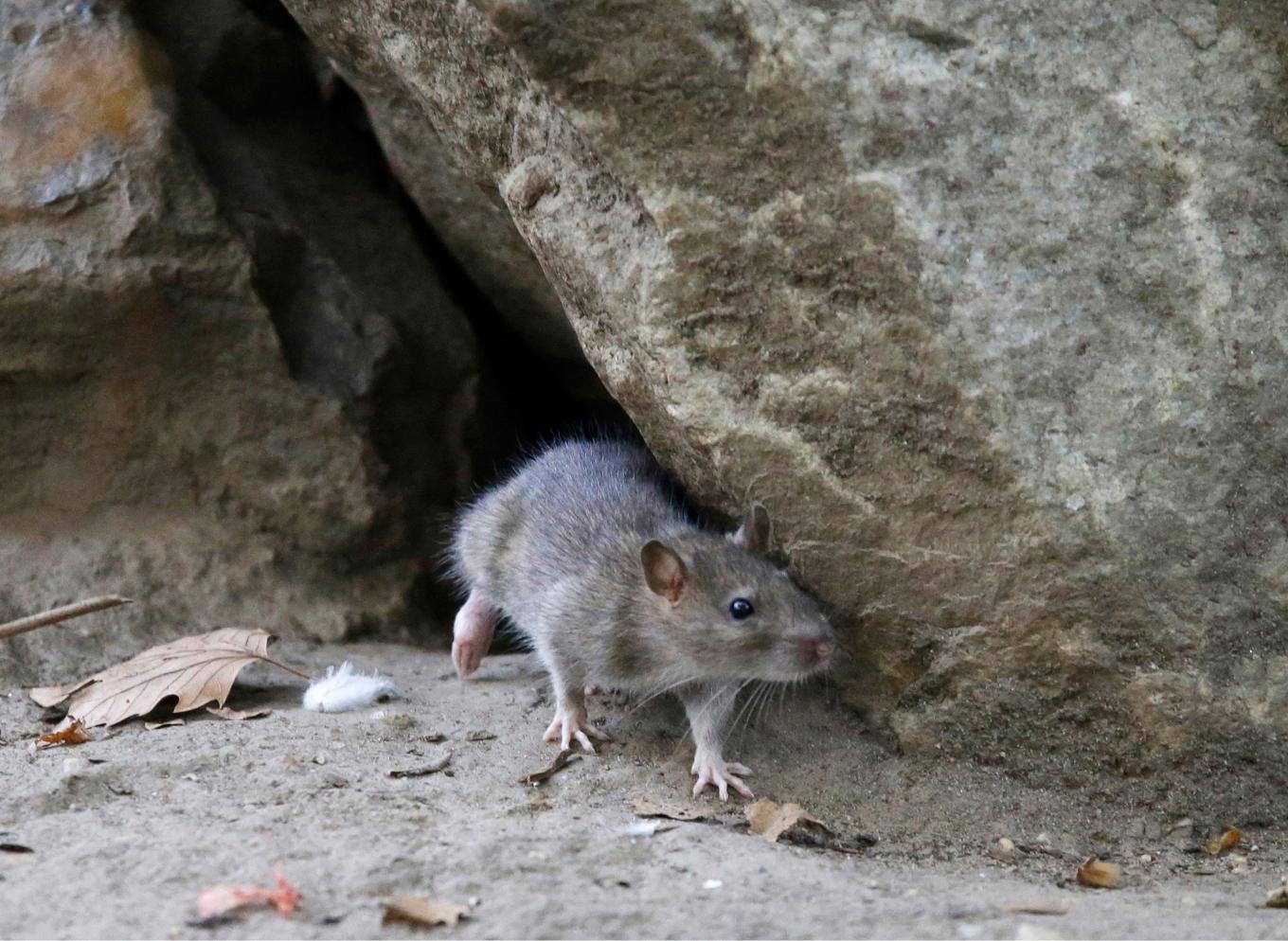 New York har förklarat krig mot stadens råttor. Arkivbild, Foto: Mary Altaffer/AP/TT