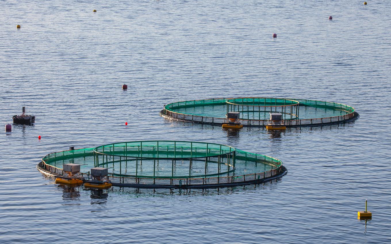 Fiskodling i Norge. Arkivbild. Foto: Halvard Alvik/NTB/TT