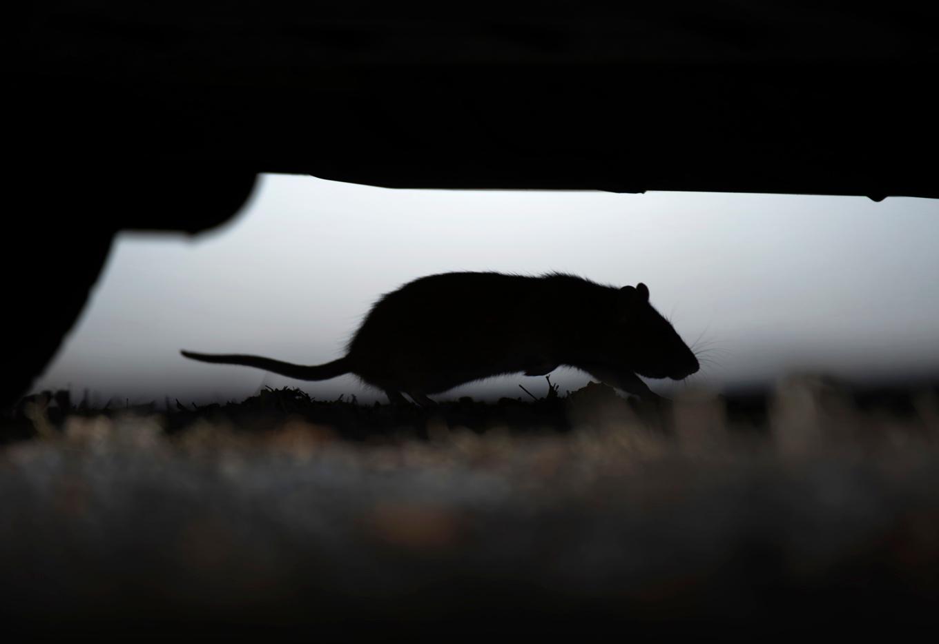 Brunråttan, den enda råttarten i Sverige, kan bli upp till 20 centimeter lång utan att räkna in svansen. Den trivs bäst i källare och avlopp. Arkivbild. Foto: Fredrik Sandberg/TT