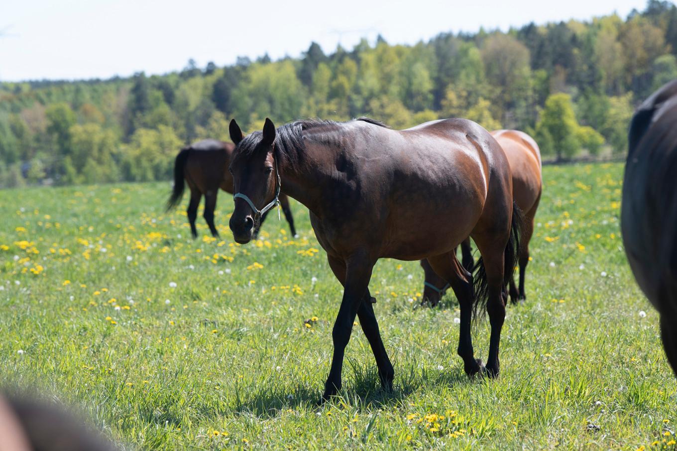 Polisen fick larm om lösspringande hästar. Arkivbild. Foto: Fredrik Sandberg/TT