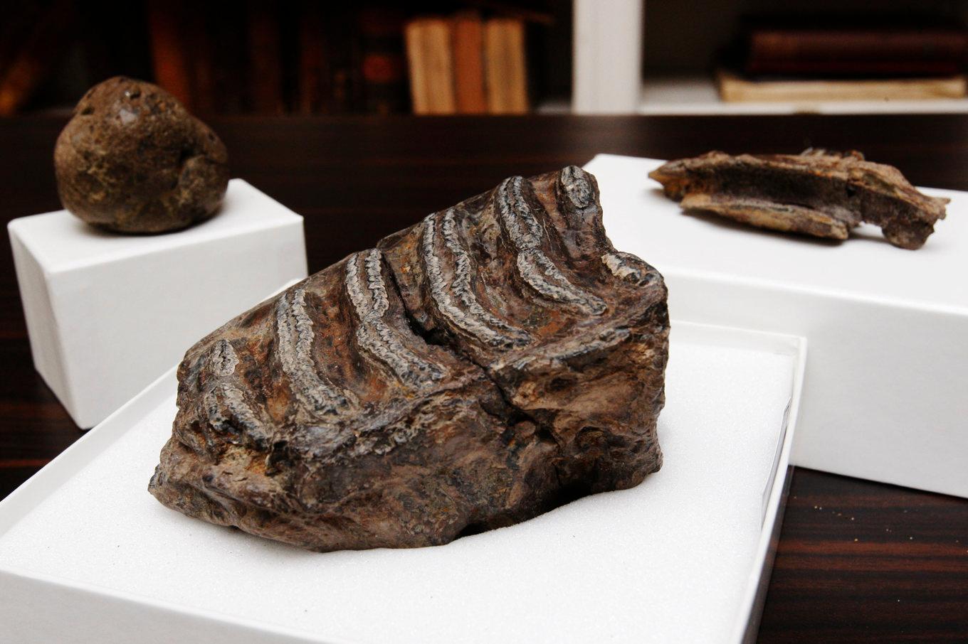 Arkivbild på en tand från en mammut, i bildens mitt, på ett museum i London. Foto: Sang Tan/AP/TT