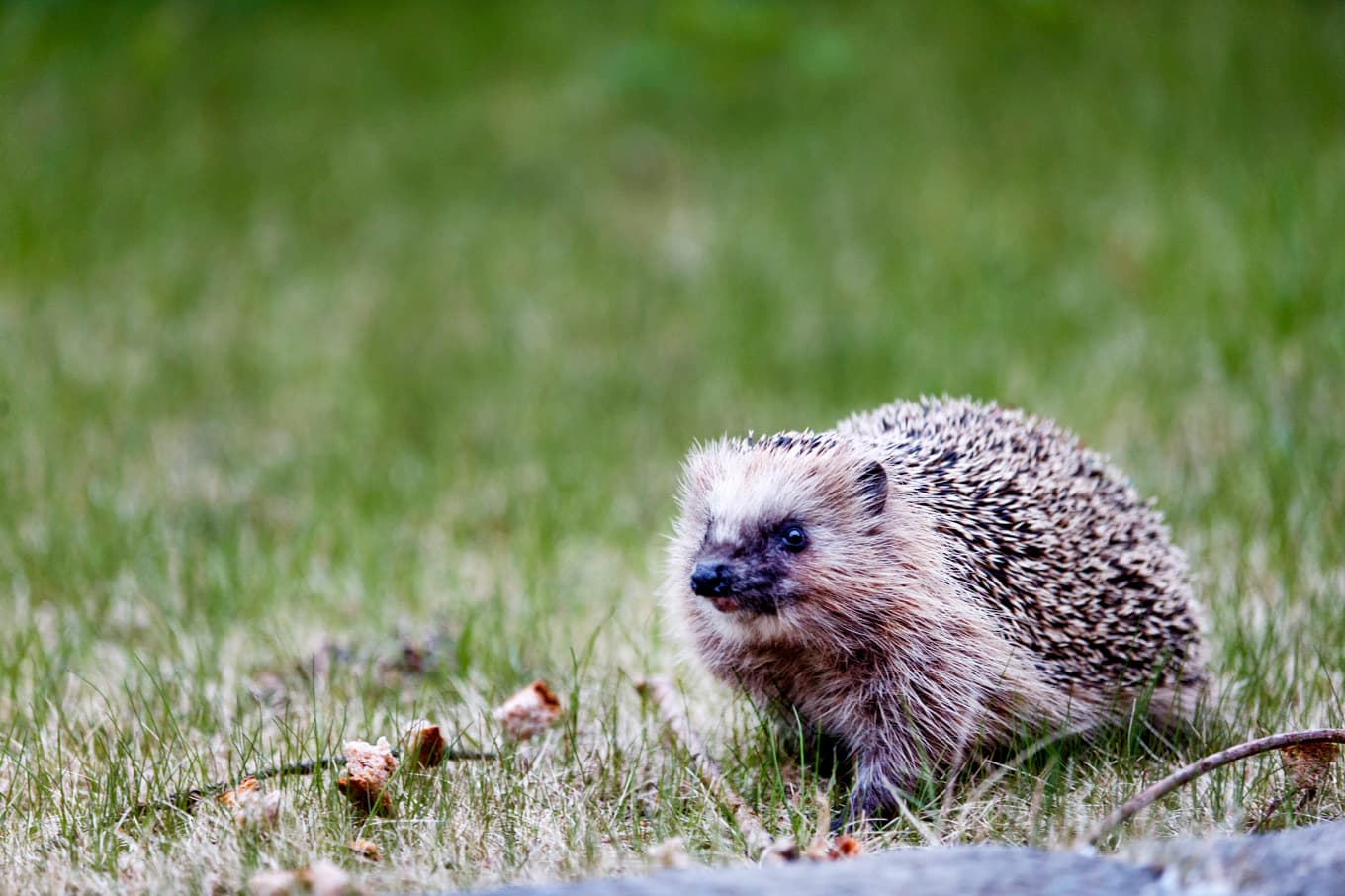 Igelkottsräkningen kan ge besked om varför igelkottarna blir färre. Arkivbild. Foto: Gorm Kallestad/NTB