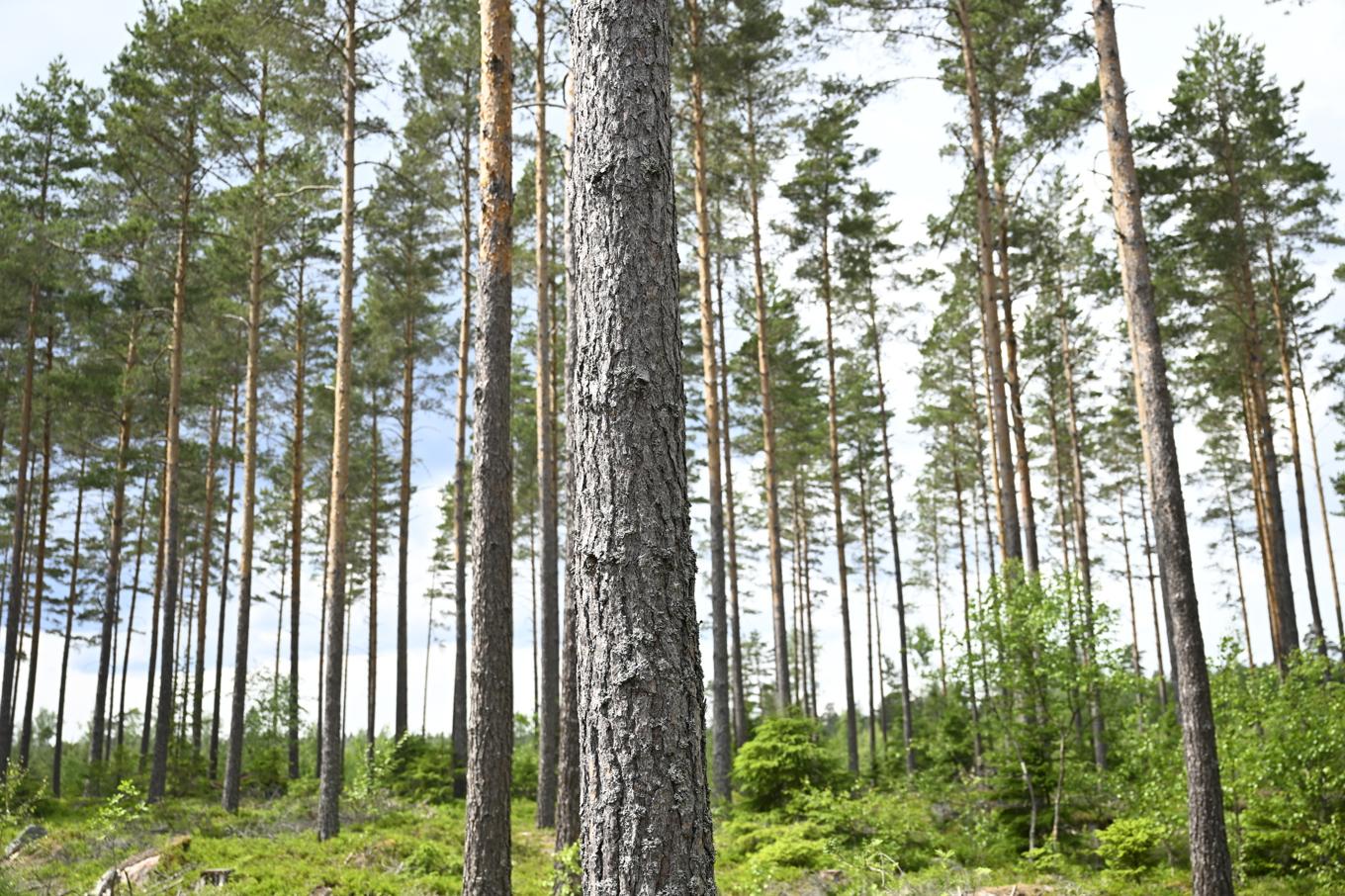 Ett 20-tal fällda tallar har blivit en fråga för en domstol. Arkivbild. Foto: Fredrik Sandberg/TT