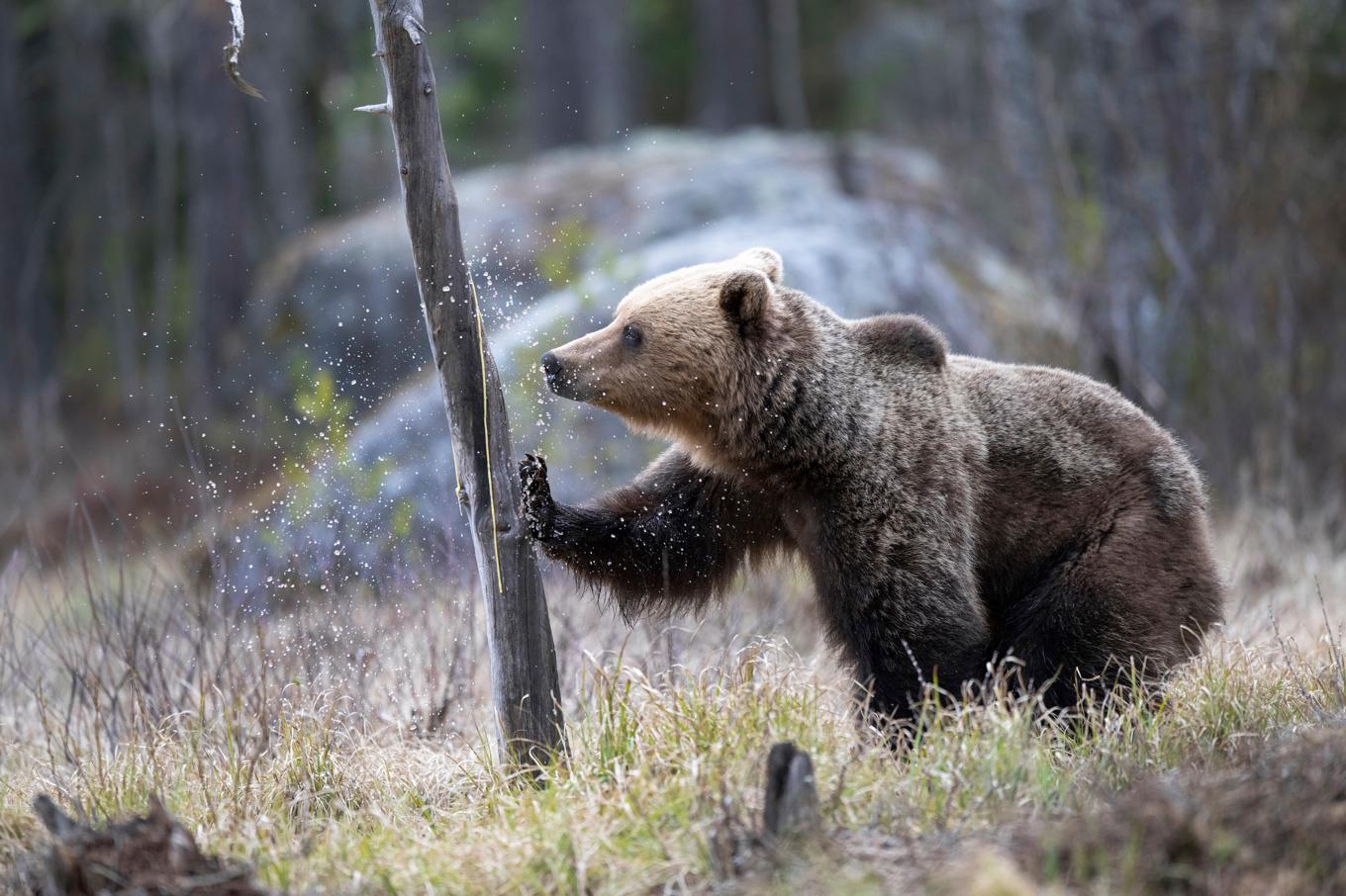 465 björnar får skjutas i årets licensjakt. Arkivbild. Foto: Mikael Fritzon/TT