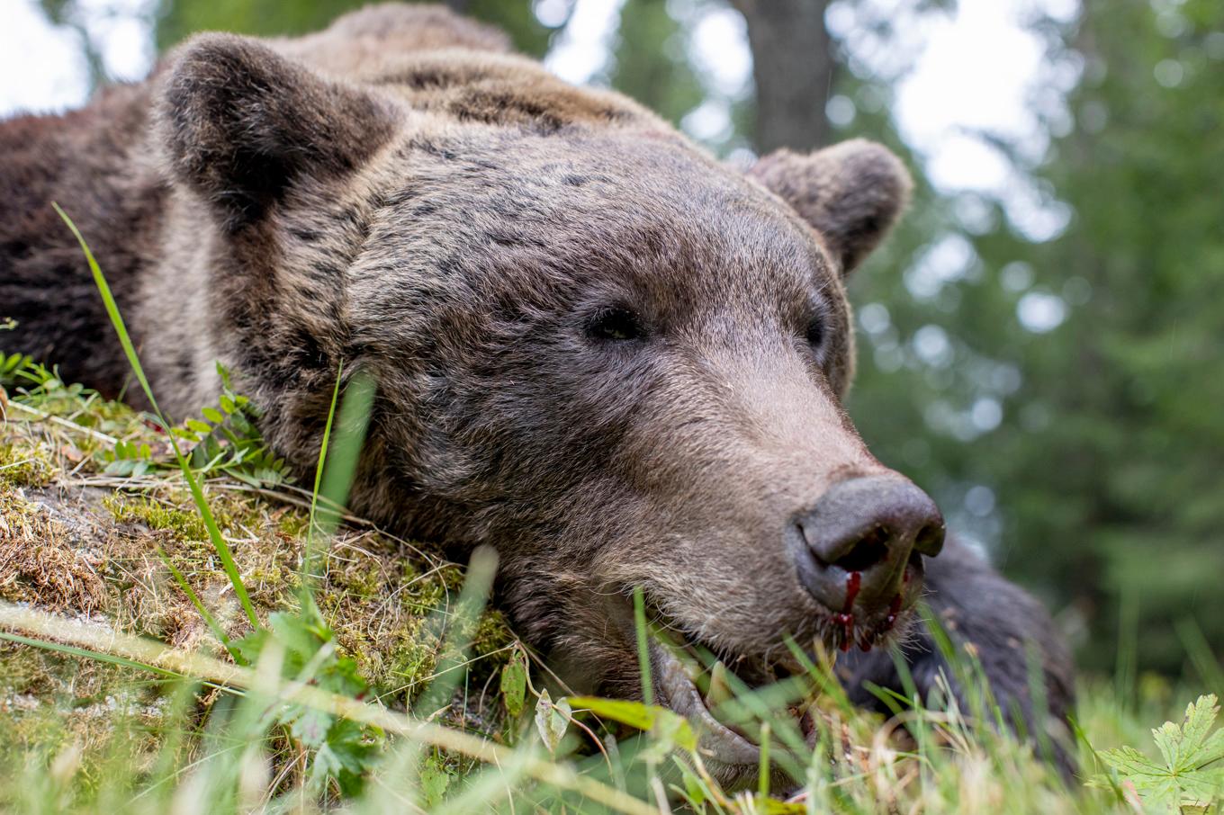 Björnjakten inleddes på torsdagen. Bilden är tagen på under jakten 2020. Foto: Adam Ihse/TT