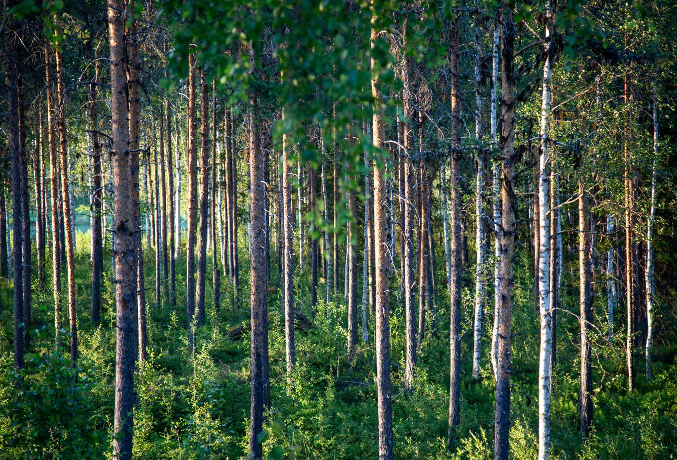 Priserna på skogsmark vänder uppåt i hela landet. Arkivbild. Foto: Helena Landstedt/TT