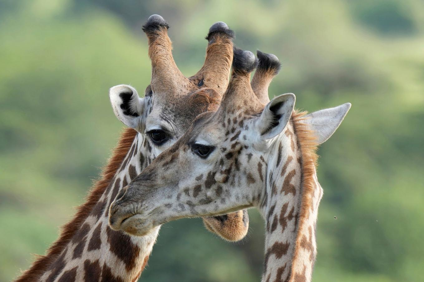 Två giraffer i en nationalpark i Kenyas huvudstad Nairobis utkanter. Bild från i fjol. Foto: Brian Inganga/AP/TT