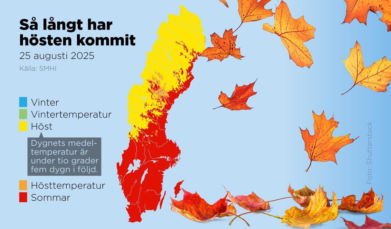 I stora delar av norra Sverige är det nu höst eller hösttemperaturer. Foto: Anders Humlebo/TT