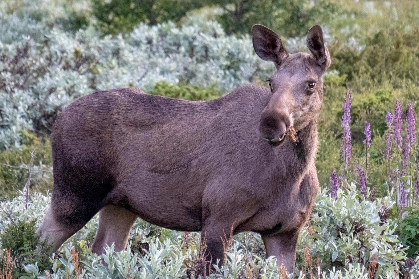 I samband med att älgjakten inleds ska Lycksele köpa in älgar för att servera till barn och äldre i kommunen. Arkivbild. Foto: Paul Kleiven